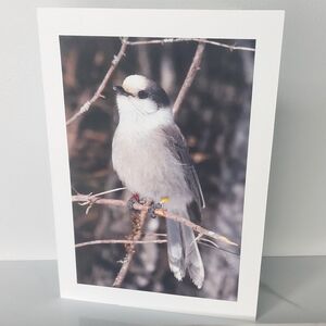 Cuddly Looking Gray Jay Matte Finish 5" x 7" Blank Photo Card